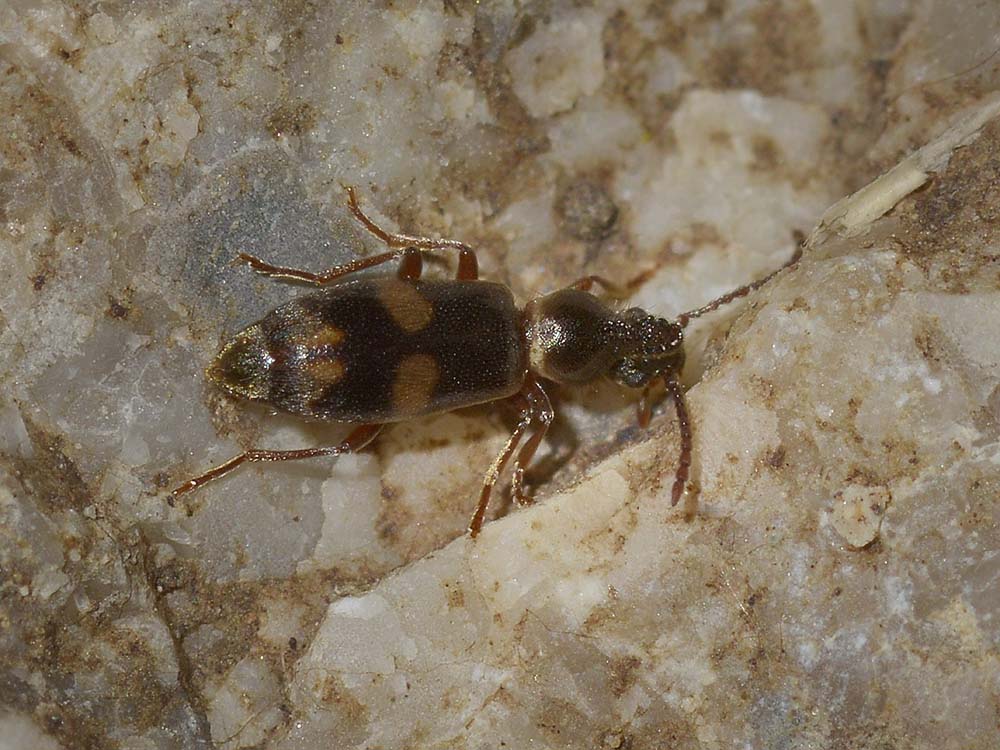 Anthicidae 2: Notoxus miles italicus